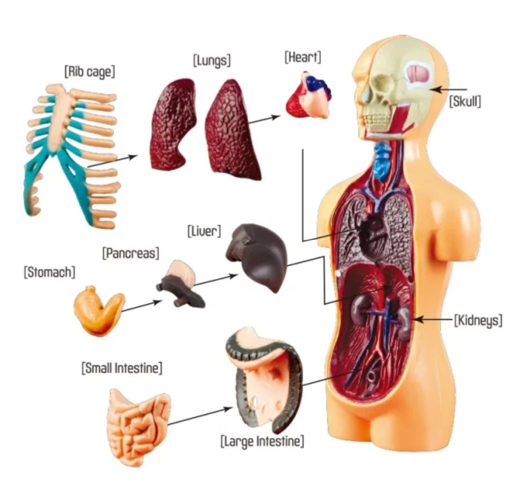 Anatomy Kropp Modell - Body Organs